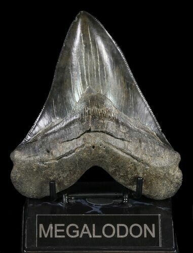 Serrated, Fossil Megalodon Tooth - Georgia #60908